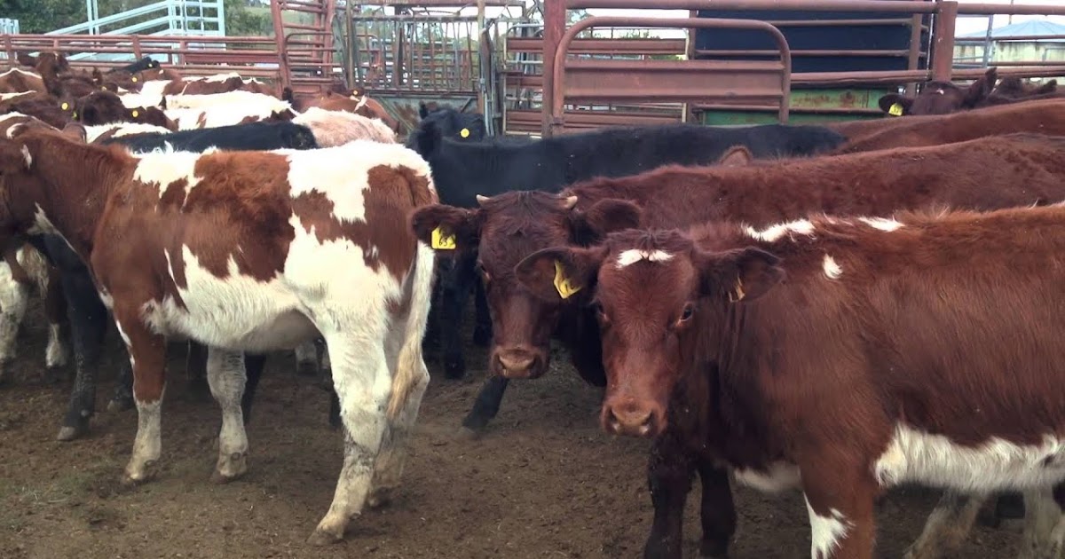 Maine Anjou Cattle Pros Cons Origin Facts Price