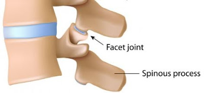 Anatomi Facet Joint: Deskripsi, Artikulasi, Ligamen, Gerakan Pada Tubuh Manusia