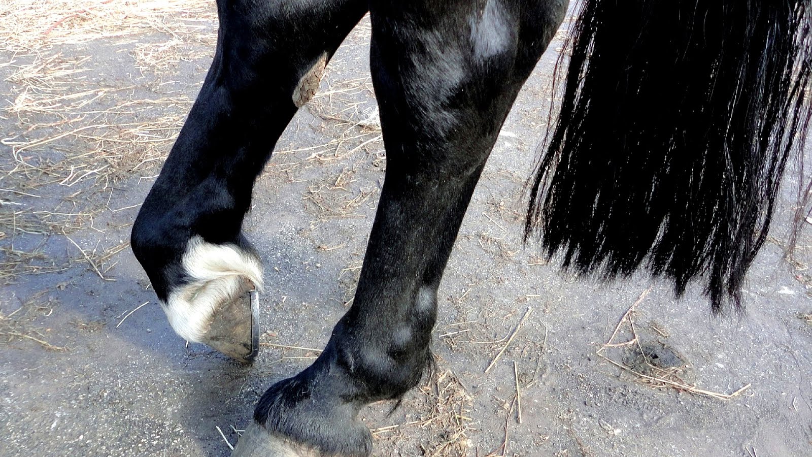 Tendon Injuries In Horses Injury Injury Choices