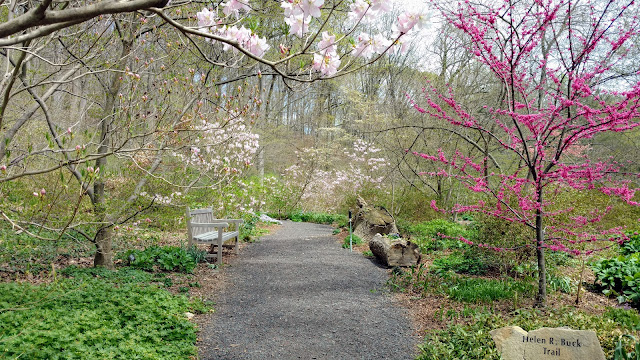 Ботанічний сад Леонарда Джей Бака. Фар Хіллс, Нью-Джерсі (Leonard J. Buck Garden, Far Hills, NJ)