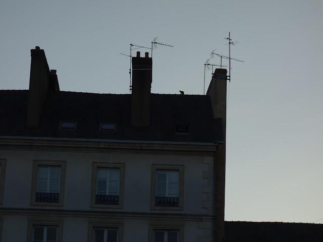 Tiens, un chat sur le toit ! - Place Saint-Germain, Rennes, mardi 1er septembre... 