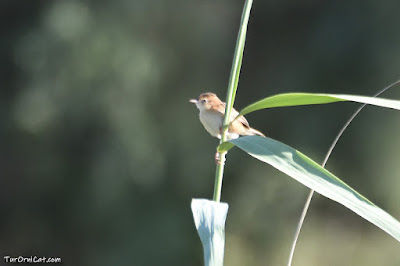 Trist (Cisticola juncidis)