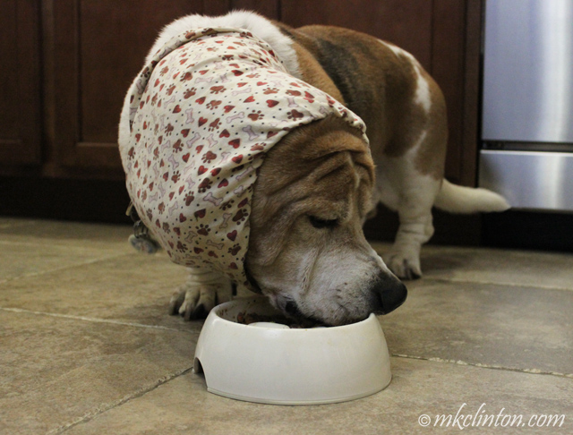 basset hound snood basset hound snood