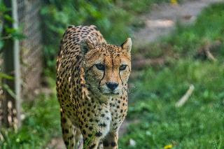 Cheetah/Cheetahs can't roar