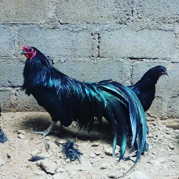 Ayam Hias Black Sumatra
