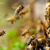 [Ελλάδα]Εύβοια: Η φωτιά εξαφάνισε χιλιάδες σμήνη μελισσών Σε απόγνωση  οι μελισσοπαραγωγοί 