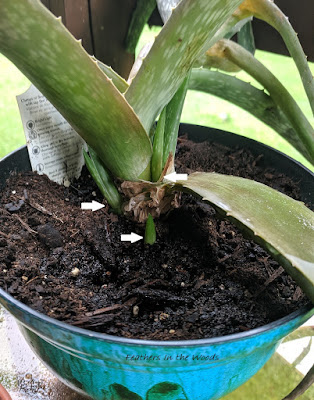 Aloe plant with plant shoots starting