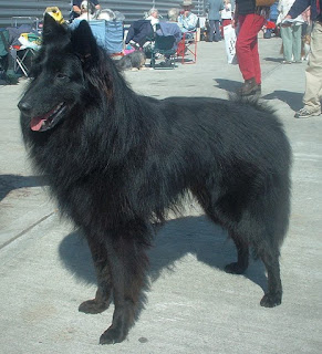 Belçika çoban köpeği
