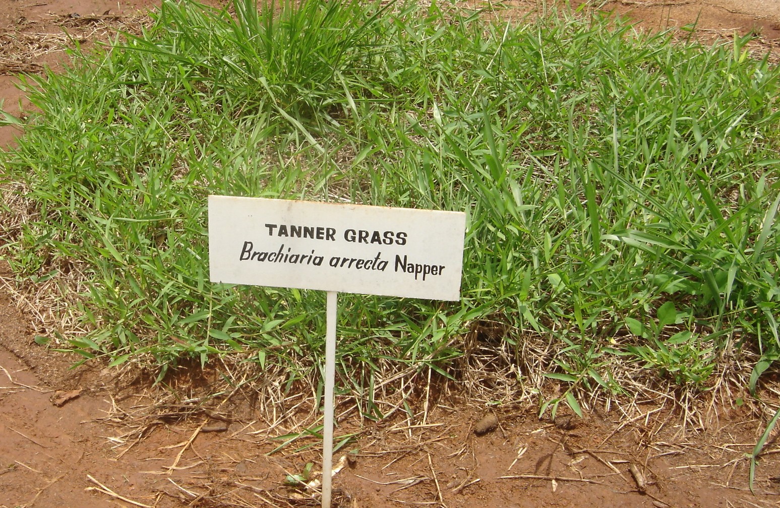 Pastagem, Gestão e Nutrição Animal Forrageiras para áreas sujeitas à