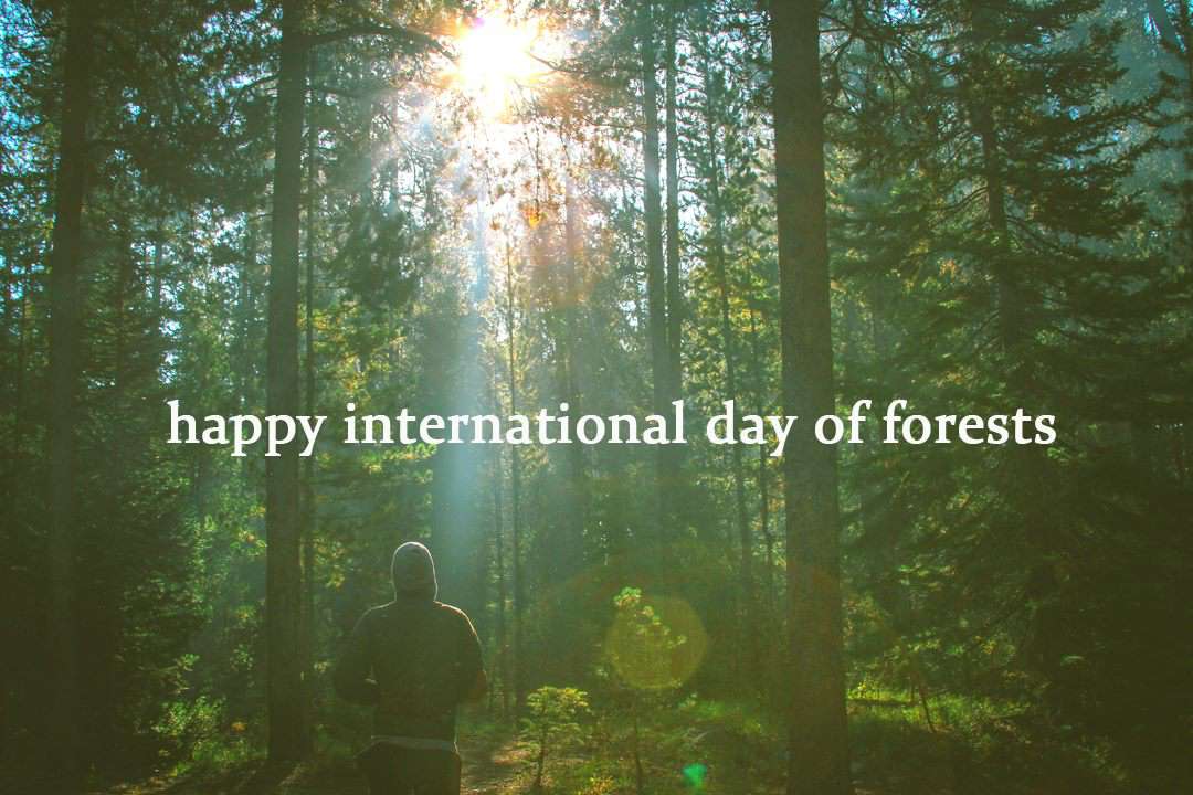 International Day of Forests Wishes