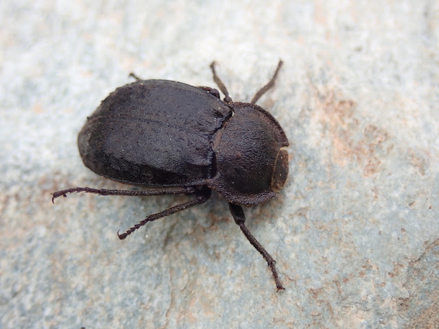 Asida corsica Asida corsica