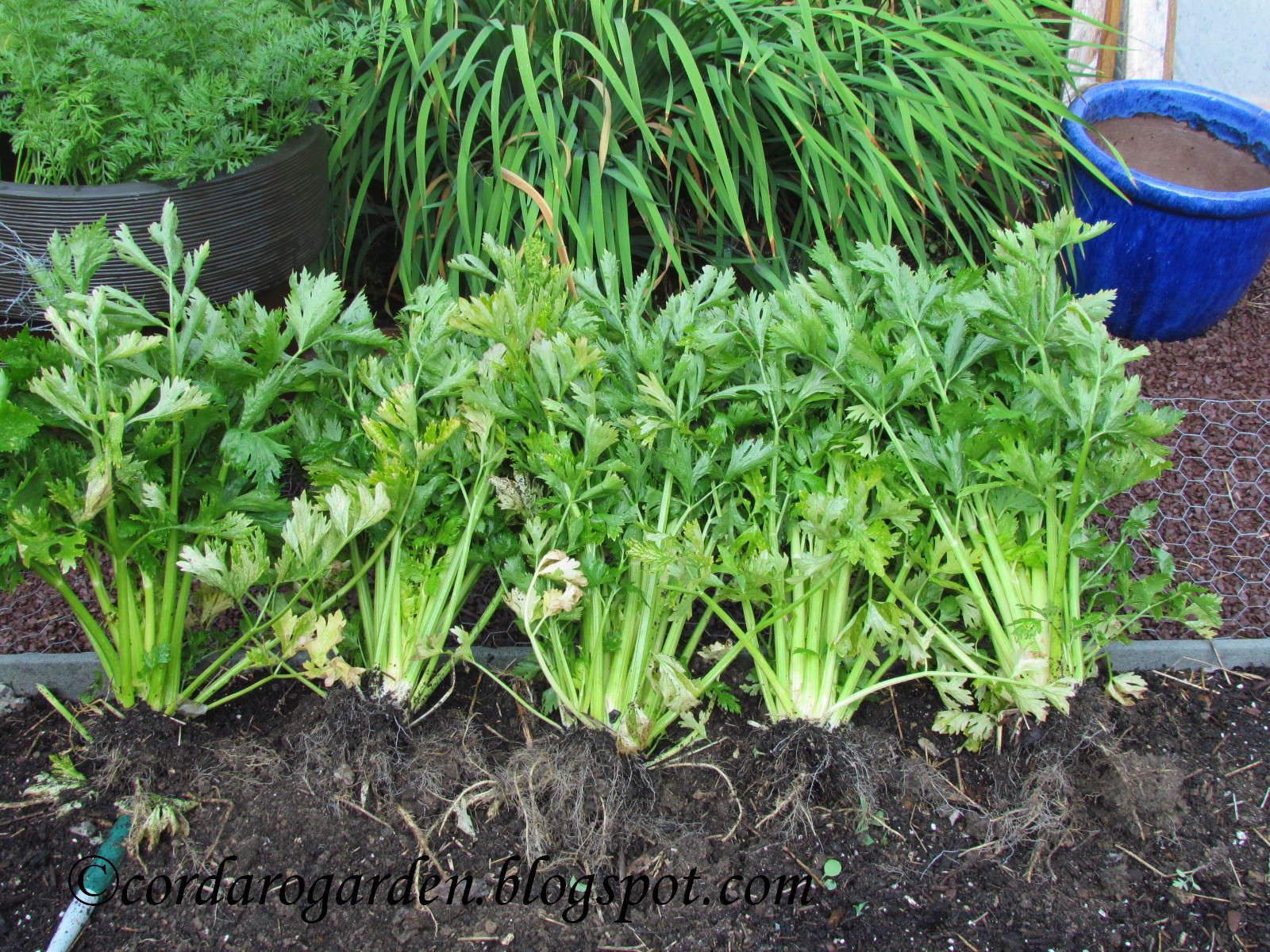 The Gardener of Eden Harvest Monday............07/25/2011