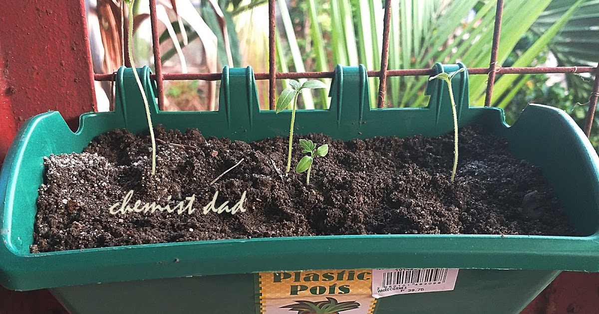 Urban Gardening Another Try