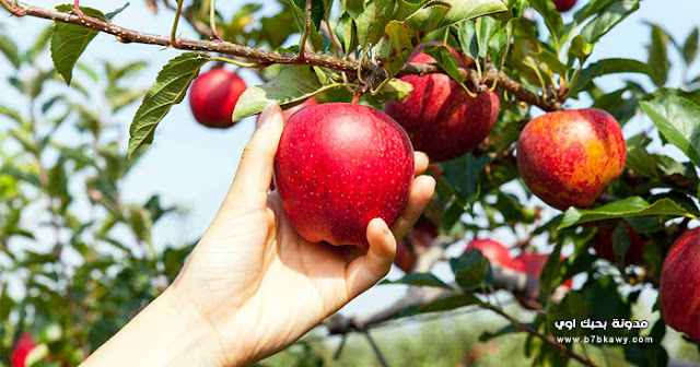تعرف على فوائد التفاح ومعلومات عن شجرة التفاح والقيمة الغذائيه