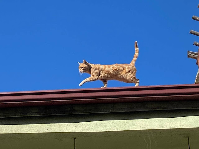 Female ginger tabby has lived on a roof for 4 years and has no intention of coming down