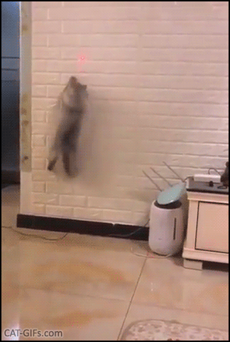 Amazing Cat GIF • Funny spider cat climbing up wall in order to catch that fucking Red dot! Amazing Cat GIF • Funny spider cat climbing up wall in order to catch that fucking Red dot!
