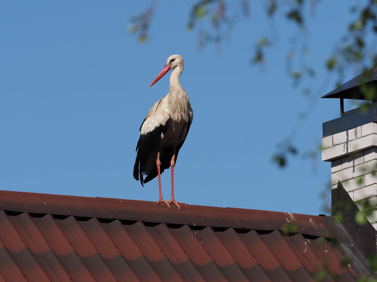 Москва аист