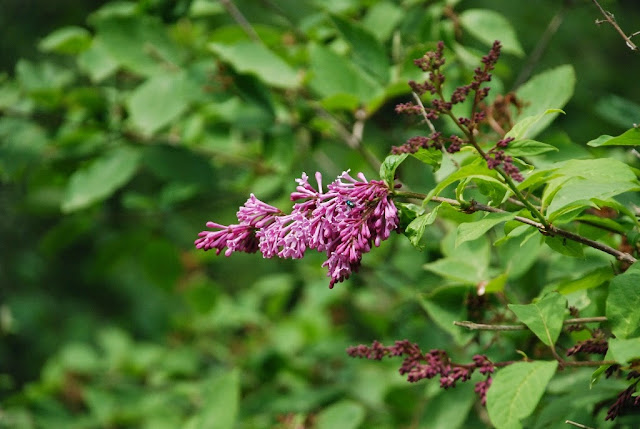 Syringa josikae, lilak wegierski, Arboretum w Kórniku, zielona metamorfoza