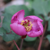 http://wild-flowers-of-europe.blogspot.nl/2015/05/paeonia-coriacea.html