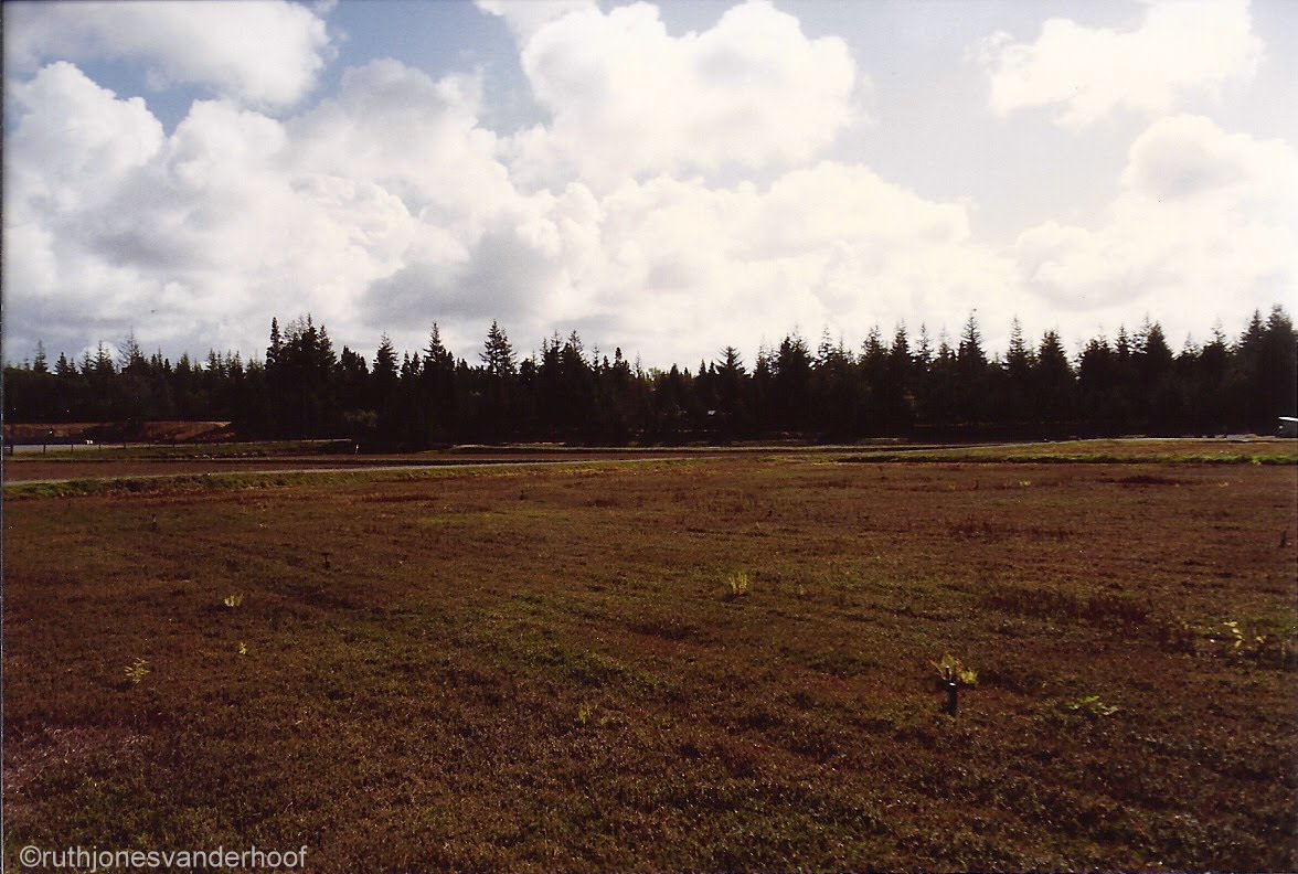 Photos Taken by Ruth Jones Vanderhoof. (My Mother) Cranberry Bogs