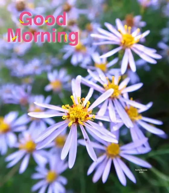 good morning flowers images download