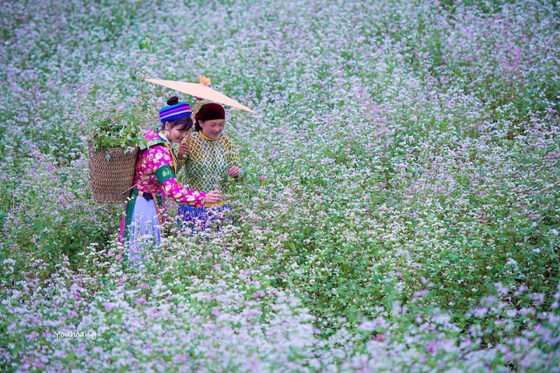 Buckwheat flower festival in Ha Giang promises diverse activities
