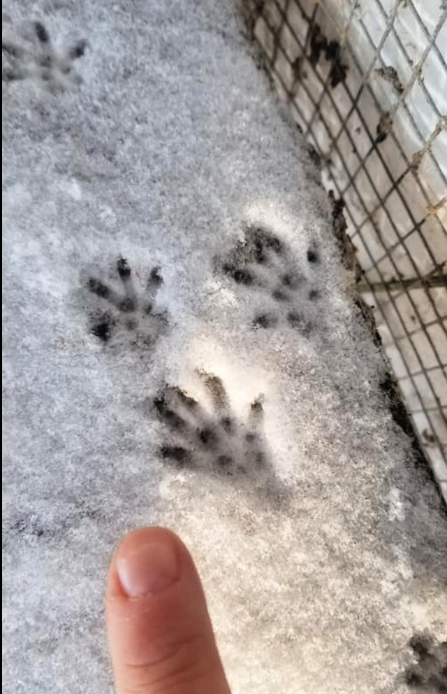 Identifying Predator Prints in the Snow Fresh Eggs Daily® with Lisa