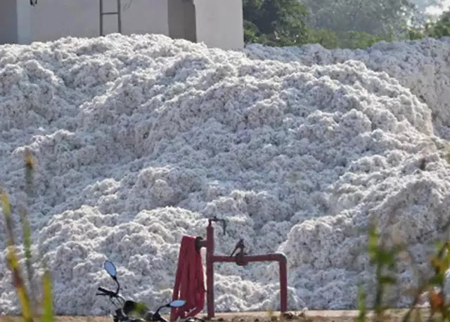 the market news cotton crop apmc market price rise sharply across the agriculture in India country and also agriculture in Gujarat cotton crop prices soared