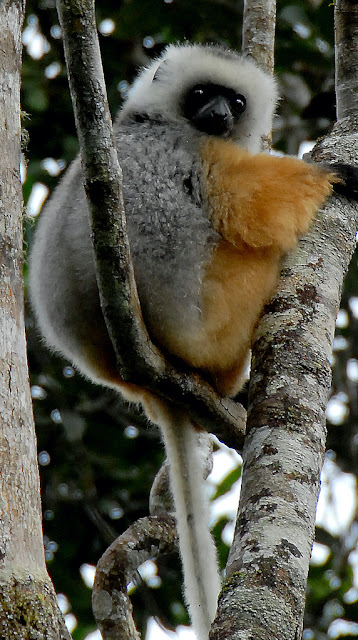 Propithecus diadema Propithecus diadema