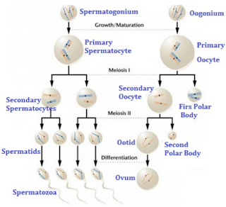 Jelaskan perbedaan gametogenesis pada laki-laki (spermatogenesis) dan
