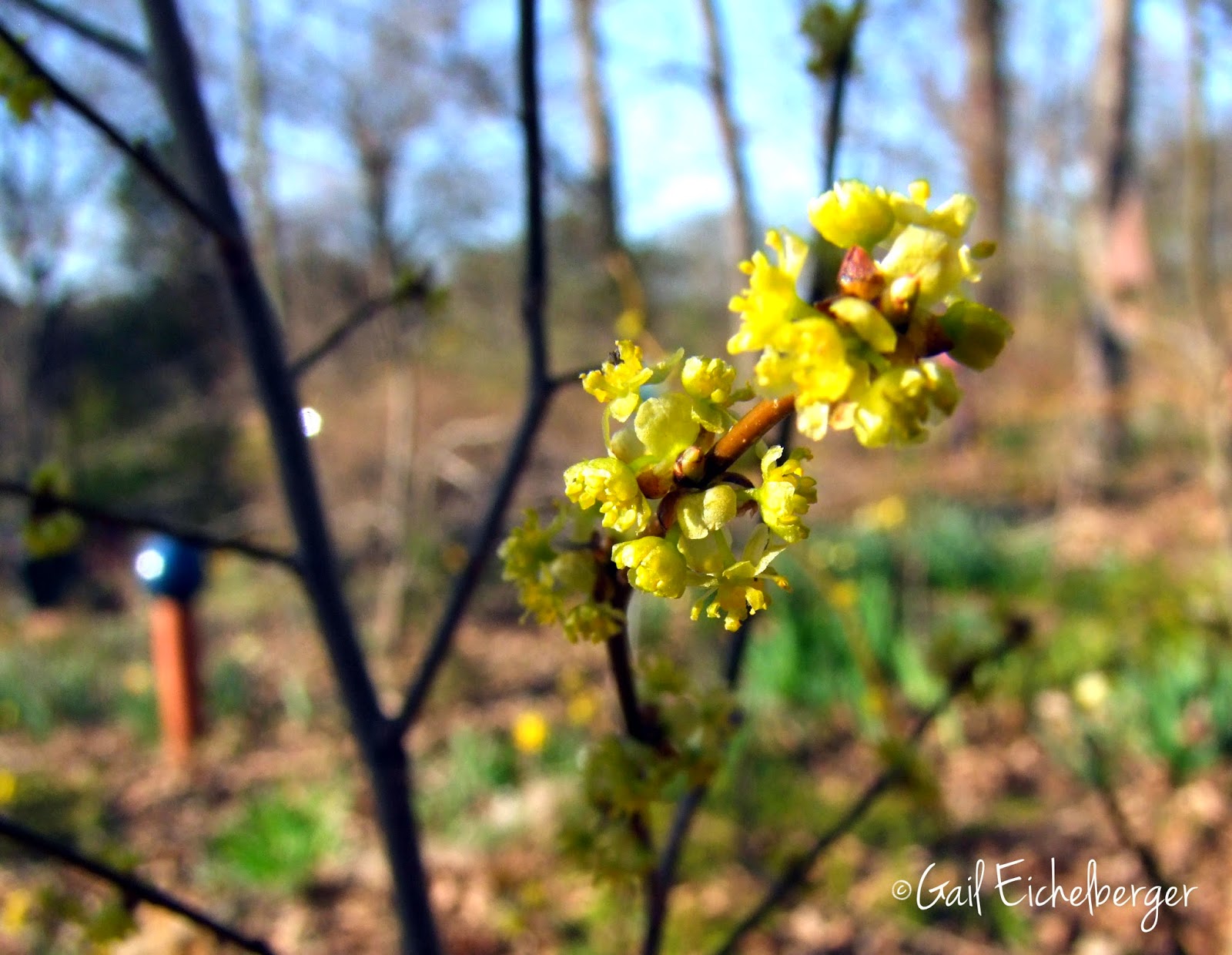 Fruit Seeds Of Southern Michigan Lindera Benzoin Spicebush