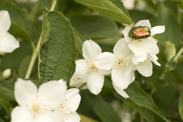 Flori de iasomie (Jasminum)