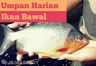 umpan ikan bawal harian siang hari