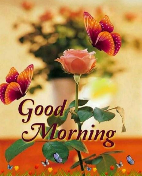 100 good morning images with flowers beautiful flowers 100 good morning images with flowers