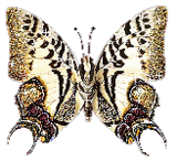 butterfly003.gif
