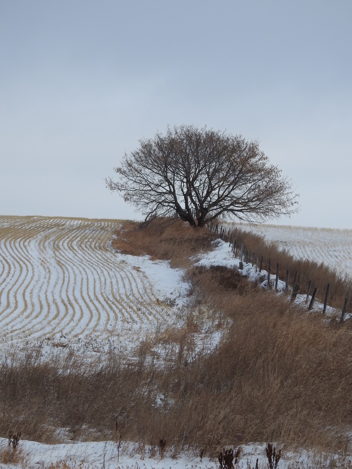 The view from here A tree grows in Saskatchewan