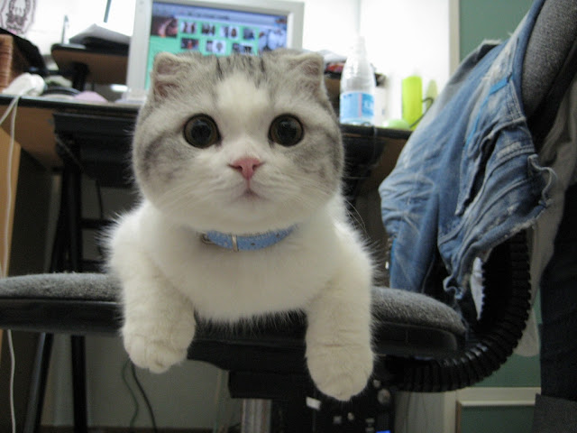 Tổng Hợp Hình Ảnh Mèo Cute Dễ Thương Đáng Iu Quá Đi - Diễn Đàn Chia Sẻ