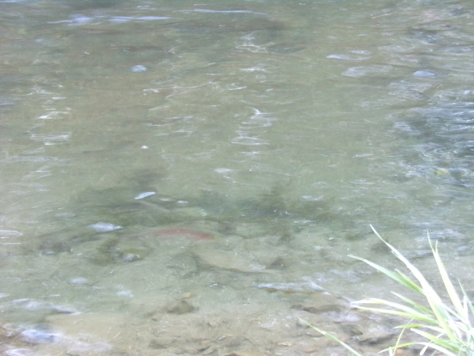 Allentown Lil' LeHi Trout Hatchery Interesting Pennsylvania and Beyond