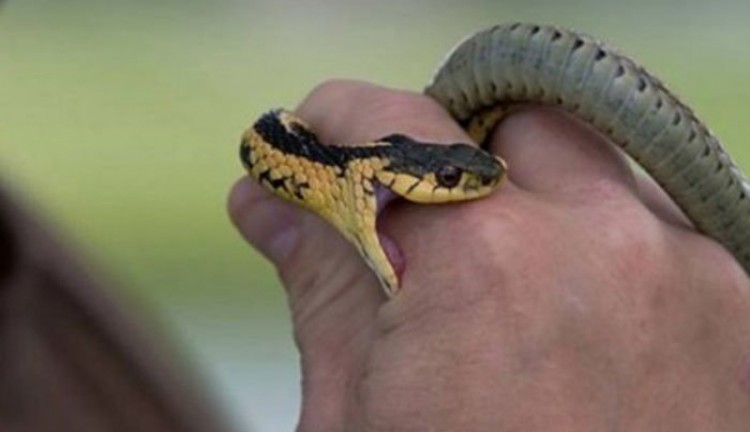 Arti Mimpi Digigit Ular Besar