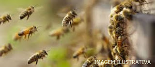 Agricultor é atacado por abelhas em Nova Tebas