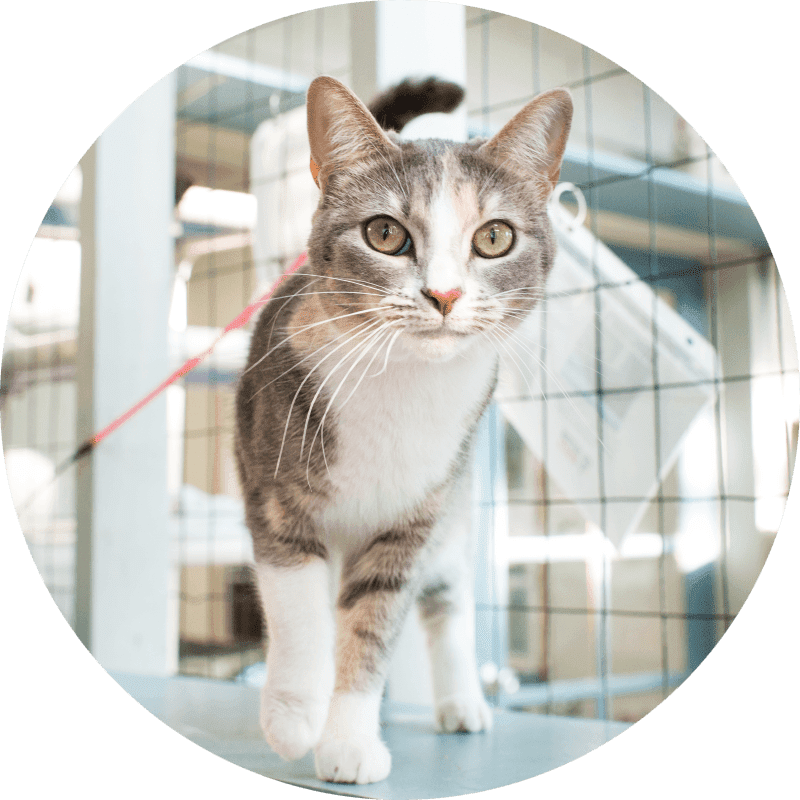 Check And Clean Your Cat's Ears How to Propatel