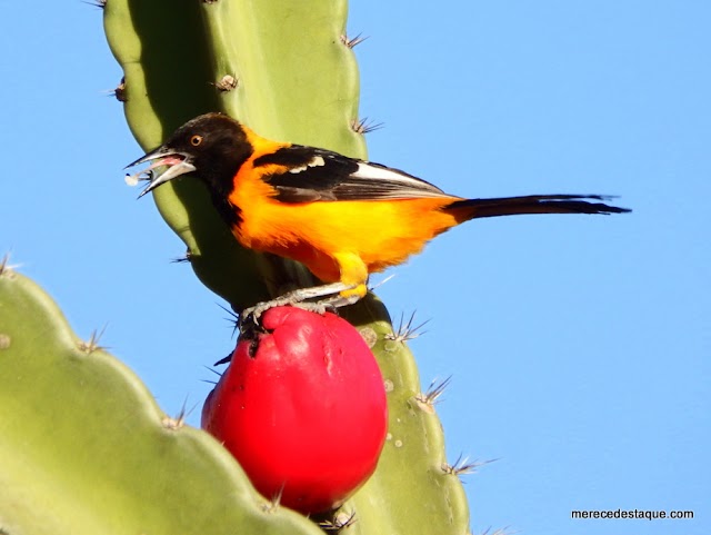 Natureza em Destaque: Banquete para as aves na Caatinga