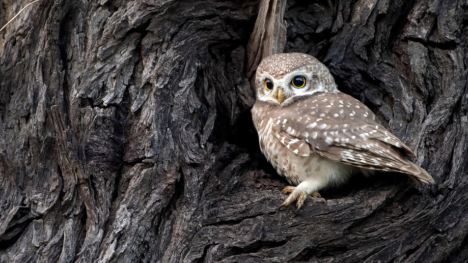 Owl Owlet Bird Animal 4K #4150b Wallpaper PC Desktop