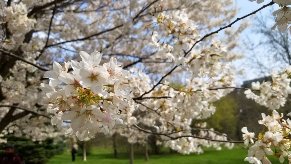 Toronto Grand Prix Tourist A Toronto Blog Peak Cherry Blossoms in