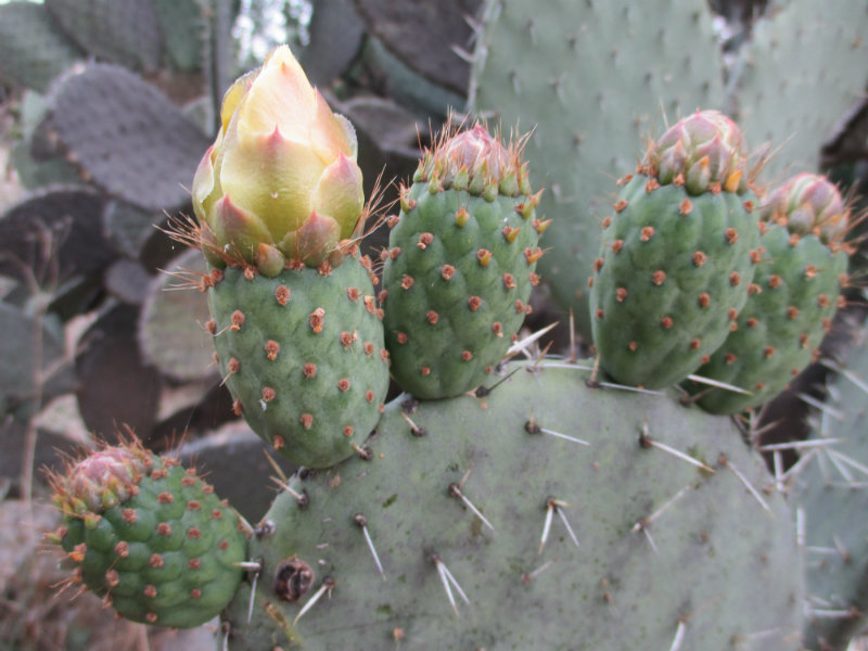 El nopal - blog 11