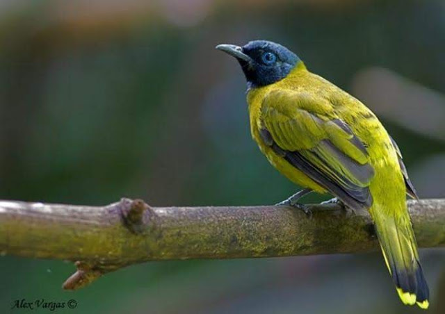 Suara Kicauan Burung Di Pagi Hari Mp3 Berbagai Suara