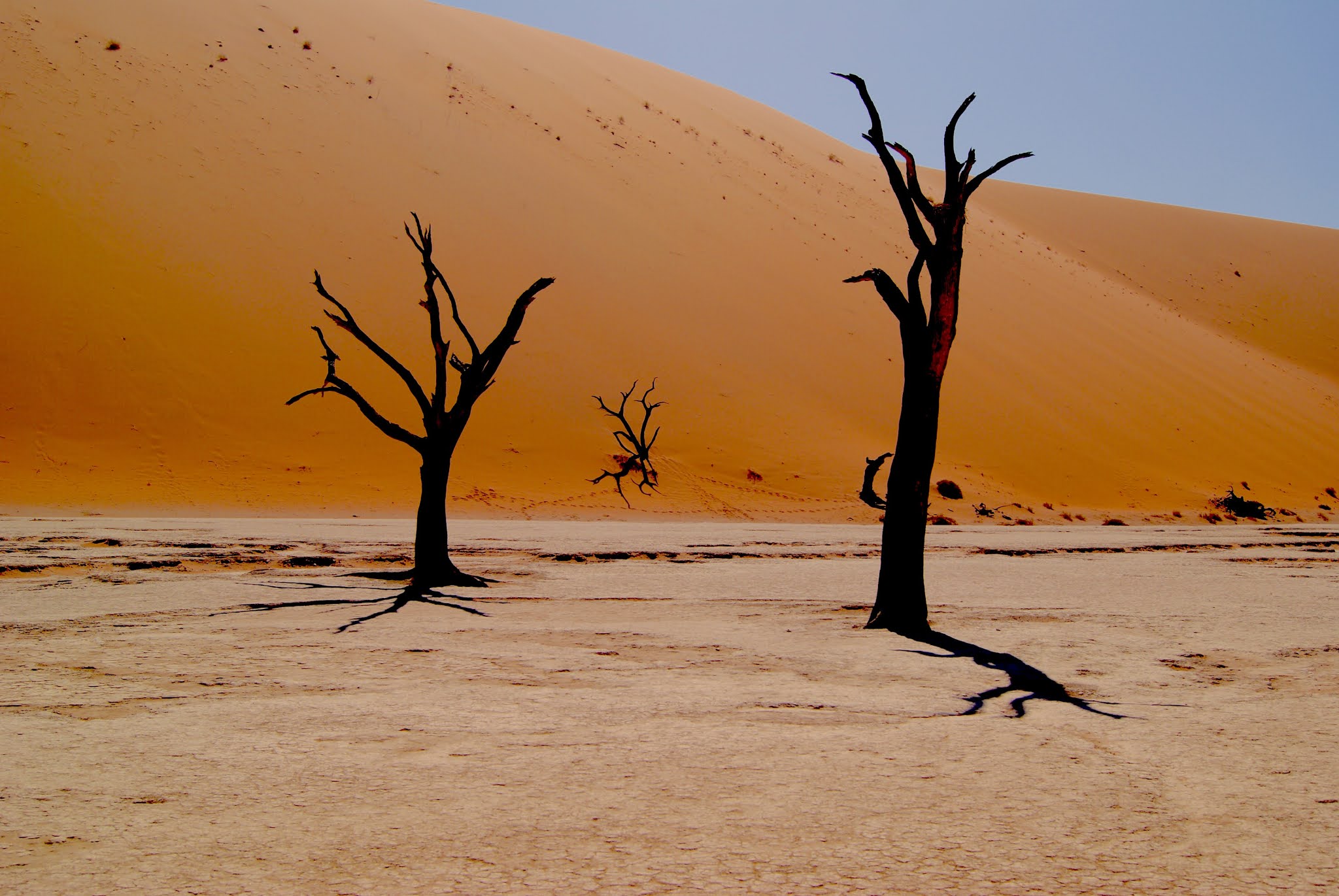 Three trees in the Deadvlei Hiking Trail in Namibia