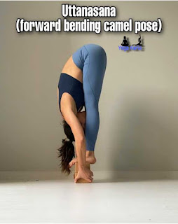 Uttanasana (forward bending camel pose)