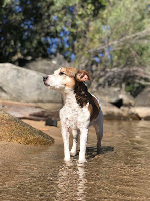 A brown and white dog is standing in the shallow waters of a rocky river