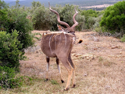 Kruger National Park, South Africa, Kudu, male kudu, wildlife, safari